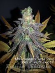 Biological Seeds - Montana Chem Dog