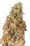 DUTCH PASSION - Power Plant®