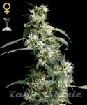 GREEN HOUSE SEEDS - Arjan's Ultra Haze #2