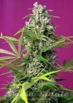 SWEET SEEDS - Gorilla Girl