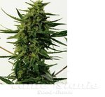 POSITRONICS - CBD + Critical #47