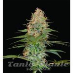 RESERVA PRIVADA - Silver Kush