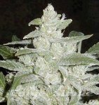Biological Seeds - Biodiesel 2016 Fast Version