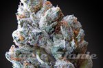 PARADISE SEEDS - Blue Kush Berry