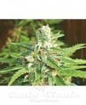 BIOHAZARD SEEDS - Auto Kratos