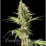THE BULLDOG SEEDS - Sour Diesel