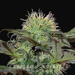 BARNEY'S FARM - BAD AZZ KUSH