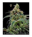 DNA GENETICS - 24 Gold