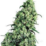 WHITE LABEL - Skunk #1®
