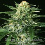 EXOTIC SEED - Gipsy Widow
