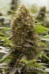 DINAFEM - Amnesia Kush