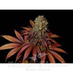 SOMA SEEDS - Rock Bud