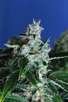 EXOTIC SEED - Sir Jack Auto