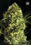 BULK SEED BANK - Auto Devil's Kiss