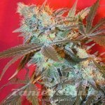 FEMALE SEEDS - Iced Widow