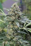 DINAFEM - OG Kush CBD