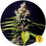 THE BULLDOG SEEDS - Blueberry 420 Auto