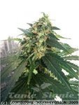 DUTCH PASSION - Auto SnowStorm#2
