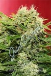 JOINT DOCTOR'S - Chronic Ryder