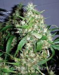 BARNEY'S FARM - Critical Rapido Auto