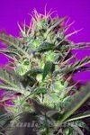 SWEET SEEDS - Botafumeiros