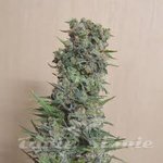 KALASHNIKOV SEEDS - Kalashnikov Original