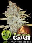 EVA SEEDS - Furious Candy
