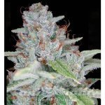 RESERVA PRIVADA - Skywalker Kush