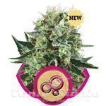 ROYAL QUEEN SEEDS - Bubble Kush