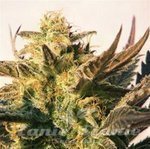 Biological Seeds - AUTO LADY BUG