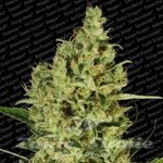 PARADISE SEEDS - Delahaze