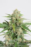 DINAFEM - Dinamed CBD Auto