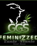 GRZECH GROW SEEDS - White Cheese x AK47 Auto