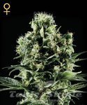 GREEN HOUSE SEEDS - Himalaya Gold