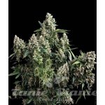 PYRAMID SEEDS - Tutankhamon