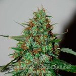 WORLD OF SEEDS - Wild Thailand Auto