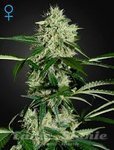GREEN HOUSE SEEDS - Northern Light Automatic