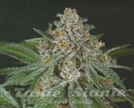 GREEN DEVIL GENETICS - Doja Bubba Berry