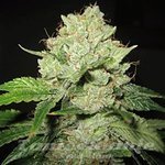 SAGARMATHA - Cal-train-Wreck