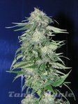 FANTASEEDS - K2