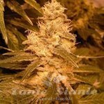 FEMALE SEEDS - Auto Kush