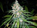 ! Super Lemon Haze
