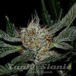 KARMA GENETICS - Grenadine