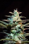 SWEET SEEDS - Ice Cool Auto