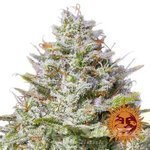 BARNEY'S FARM - BLUE GELATO 41