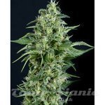 PYRAMID SEEDS - Kryptonite