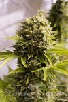 HUMBOLDT SEED - Bubba Cheese Auto