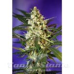 SWEET SEEDS - Fast Bud #2