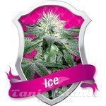 ROYAL QUEEN SEEDS - ICE®
