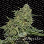 PARADISE SEEDS - Original Cheese
